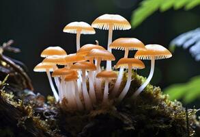 ai gegenereerd hemimycena soorten mairei. ai gegenereerd. foto