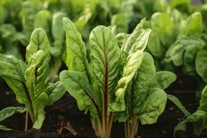 ai gegenereerd snijbiet groeit in een stedelijk tuin. tuin biet en salade bladeren dichtbij omhoog. generatief ai foto