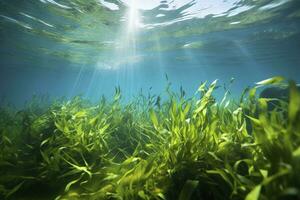 ai gegenereerd onderwater- visie van een groep van zeebedding met groen zeegras. ai gegenereerd foto