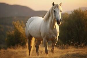 ai gegenereerd wit paard of merrie in de bergen Bij zonsondergang. ai gegenereerd foto