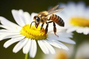 ai gegenereerd bij en bloem. dichtbij omhoog van een bij verzamelen honing Aan een madeliefje bloem Aan een zonnig dag. generatief ai foto
