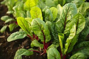 ai gegenereerd snijbiet groeit in een stedelijk tuin. tuin biet en salade bladeren dichtbij omhoog. generatief ai foto