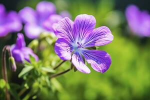 ai gegenereerd geranium wilfordii bloem. ai gegenereerd foto