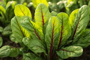 ai gegenereerd snijbiet groeit in een stedelijk tuin. tuin biet en salade bladeren dichtbij omhoog. generatief ai foto