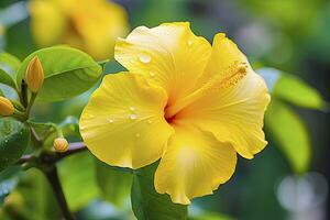 ai gegenereerd dichtbij omhoog mooi geel hibiscus bloem. ai gegenereerd foto