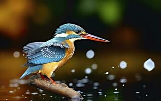 ai gegenereerd de gemeenschappelijk ijsvogel wetlands vogel gekleurde veren van verschillend vogels. generatief ai foto