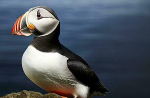 ai gegenereerd atlantic papegaaiduiker vogel. ai gegenereerd foto