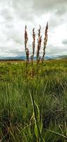 nationaal park deosai foto