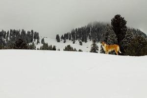 hond wandelen in sneeuw swat landschap landschap foto