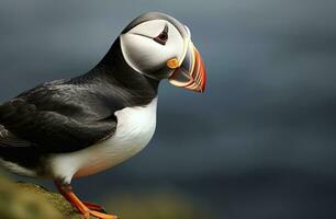 ai gegenereerd atlantic papegaaiduiker vogel. ai gegenereerd foto