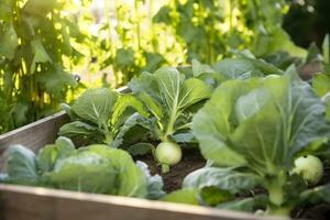 ai gegenereerd vers biologisch Brussel spruiten groeit in de tuin. groeit eigen fruit, groenten. ai gegenereerd foto