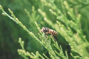 natuurlijke mooie arborvitae close-up foto