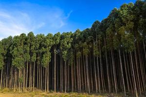 bos beplant met eucalyptus op een boerderij in de staat Sao Paulo, Brazilië foto
