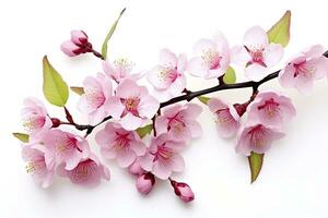 ai gegenereerd sakura bloemen geïsoleerd Aan wit achtergrond. ai gegenereerd foto