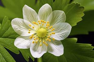 ai gegenereerd aardbei bloem. ai gegenereerd foto