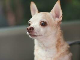 gelukkig bruin kort haar- chihuahua hond staand in huisdier vervoerder rugzak met geopend ramen in auto stoel, kijken nieuwsgierig. veilig reizen met huisdieren concept. foto