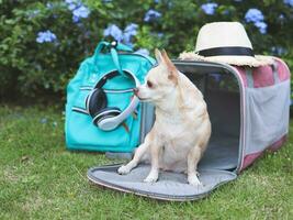 bruin chihuahua hond zittend in voorkant van roze kleding stof reiziger huisdier vervoerder zak met rugzak, hoofdtelefoons en hoed, Aan groen gras in de tuin met Purper bloemen, op zoek Bij zijwaarts. foto