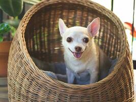 bruin kort haar- chihuahua hond zittend in rieten of rotan huisdier huis in balkon, glimlachen en op zoek Bij camera. foto