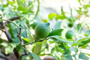 dichtbij omhoog van groeit groen onrijp citroen Aan de boom in de tuin foto