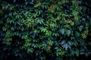 groen klimplant bladeren Aan de muur. foto