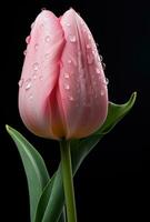 ai gegenereerd roze tulp met druppelt van water Aan grijs achtergrond, foto