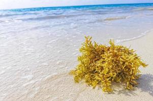 rood zeewier sargazo strand punta esmeralda playa del carmen mexico foto