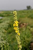 gele bloem in groen veld foto