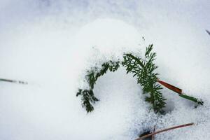 groen gebogen gazon gras fabriek plakken uit van de pluizig sneeuw gedekt in sneeuw foto
