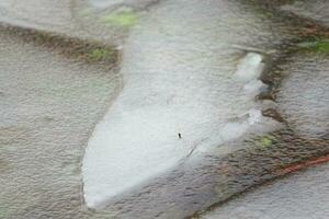 gebroken ijs scherven Aan een meer oppervlakte met geel oud riet bladeren en sommige sneeuw foto