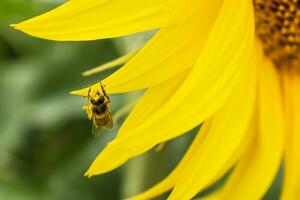 bij verzamelen stuifmeel Aan zonnebloem bloem, helianthus annuus foto