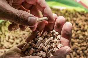 Mens Holding pellet voor fornuis foto