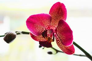 orchidee bloem in interieur, phalaenopsis foto