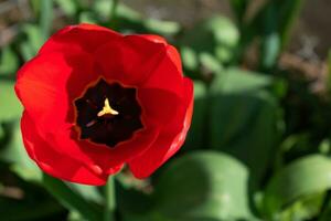 dichtbij omhoog Aan rood tulp, tulipa foto