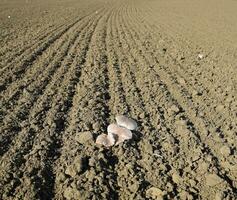 veld- champignons. eetbaar paddestoel. de groei van champignons in t foto