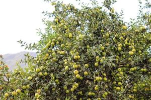 groene appelboom foto