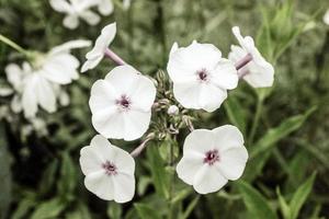 natuurlijke mooie bloem close-up foto