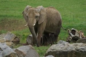 Afrikaanse bush olifant foto