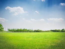 groen veld onder de blauwe hemel. schoonheid natuur achtergrond foto