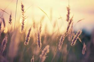 ai gegenereerd wild gras in de Woud Bij zonsondergang. abstract zomer natuur achtergrond. generatief ai foto