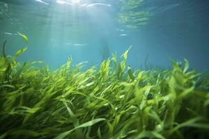 ai gegenereerd onderwater- visie van een groep van zeebedding met groen zeegras. ai gegenereerd foto