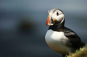 ai gegenereerd atlantic papegaaiduiker vogel. ai gegenereerd foto