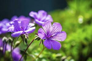 ai gegenereerd geranium wilfordii bloem. ai gegenereerd foto