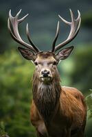 ai gegenereerd dichtbij omhoog van rood hert hert. ai gegenereerd foto