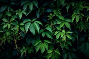 groen klimplant bladeren Aan de muur. foto