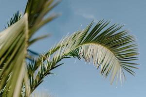 close-up van palmbladeren onder het zonlicht