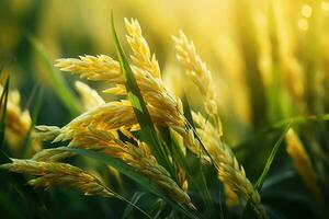 ai gegenereerd oor van rijst, rijst- veld, detailopname van geel rijstveld rijst- veld- met groen blad en zonlicht in de ochtend- tijd. foto