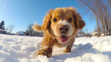 ai gegenereerd vissenoog portret van hond Aan sneeuw gedekt veld, ai generatief foto