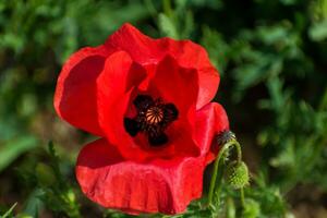 papaver hoofd Bij lente in een tuin, papaver rhoeas, ranunculales foto