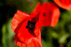 papaver hoofd Bij lente in een tuin, papaver rhoeas, ranunculales foto