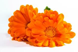 calendula officinalis bloemen Aan wit achtergrond, asteraceae, calenduleae foto